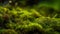 Macro view of waves of green moss and green leaves