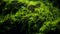 Macro view of waves of green moss and green leaves