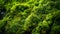 Macro view of waves of green moss and green leaves