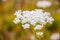 Macro view of white blooming Pimpinella Saxifraga or burnet-saxifrage flower