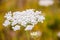 Macro view of white blooming Pimpinella Saxifraga or burnet-saxifrage flower