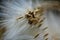 Macro View of a Yellow Thistle Bloom