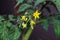 Macro view of yellow tomato blossoms in the spring