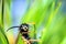 Macro View of a Yellowjacket Wasp Hanging to Green Pine Tree Needles Looking into the Camera on a Sunny Day