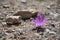 Macro of a violet crocus flower in the gravel