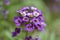 Macro violet flower