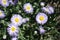 Macro of violet flowers of aspen fleabane