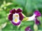 Macro violet-purple flowers Clown Torenia Wishbone flower kauai burgundy blue wing with soft selective focus for pretty background