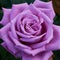 Macro or a violet rose, square color photo