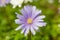 Macro of a violet wood anemone