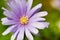 Macro of a violet wood anemone