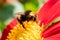 macro wallpaper. honey bee Apis Mellifera collects pollen from a beautiful pink dahlia flower