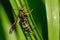 Macro of Wasp on Daylily Leaf.