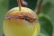 Macro of wasp eating a apple on tree