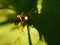 Macro wasp on leaf