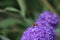 Macro of wasp on purple flower