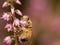 Macro wasp on side of pink heather