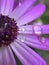 Macro water dews on flower surface vertical frame