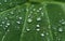 Macro water droplets over big leaf Kurangini