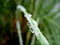 Macro of Water Drops on Leaves