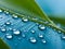 Macro water drops on the plants