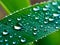 Macro water drops on the plants