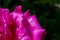 macro waterdrops on pink rose petal