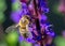 Macro of a Western honey bee pollinating on a beautiful may night meadow sage flowering plant