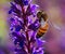 Macro of a Western honey bee pollinating on the may night meadow sage flowering plant