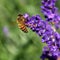 Macro of a Western honey bee pollinating on the may night meadow sage flowering plant