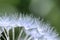 Macro Wet Dandelion