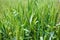 Macro wheat, barley. Beautiful green wheat ear growing in agricultural field, rural landscape. Green unripe cereals. The concept