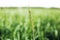 Macro wheat, barley. Beautiful green wheat ear growing in agricultural field, rural landscape. Green unripe cereals. The concept o