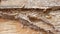 macro white ants or termites on decomposing wood. As an enemy of wooden houses as well.