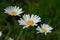 Macro of white camomiles on a green garden background