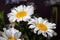 Macro of white camomiles on a green garden background