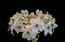Macro of a white circle of Star-of-Bethlehem ornithogalum blossoms