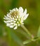 Macro of a white clover trifolium repens blossom with blurred bokeh background