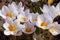 Macro of white crocus flowers