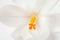 Macro of white Dutch spring crocus flower
