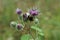 Macro of white floral caucasian spider Misumena caught yellow-black bumblebee