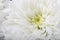 Macro of white flower aster