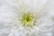 Macro of white flower aster