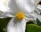 macro of white flower of Begonia in spring