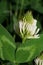 Macro of white flower clover mountain Trifolium montanum growing