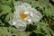 Macro of a white flower of a japanese or tree peony, Paeonia suffruticosa or Strauch Pfingstrose