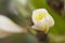 Macro white flower in thailand, Lan thom flower,Frangipani,Champa