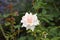 Macro white flowers isolated roses