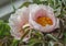 Macro white flowers of peony tree with green leaves