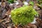 Macro of white frok moss. Leucobryum glaucum